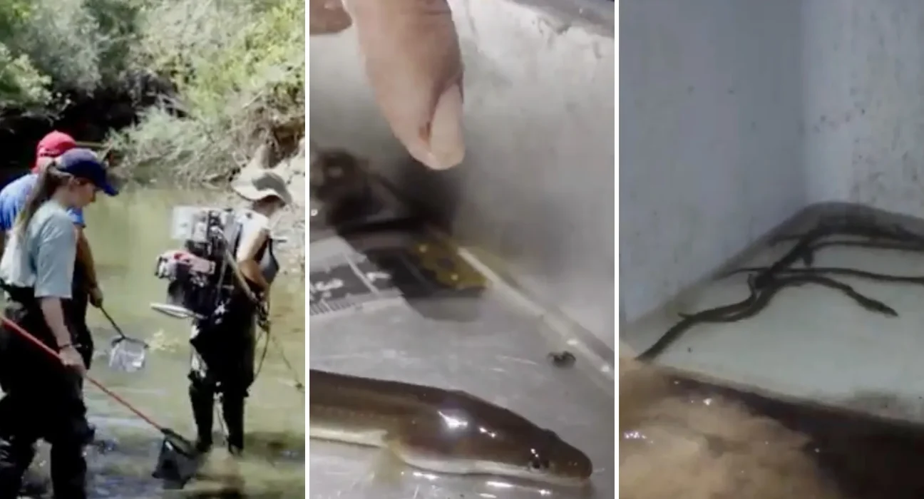 Des chercheurs électrisent brièvement des poissons menacés dans le bassin de la Miera avant de les relâcher.