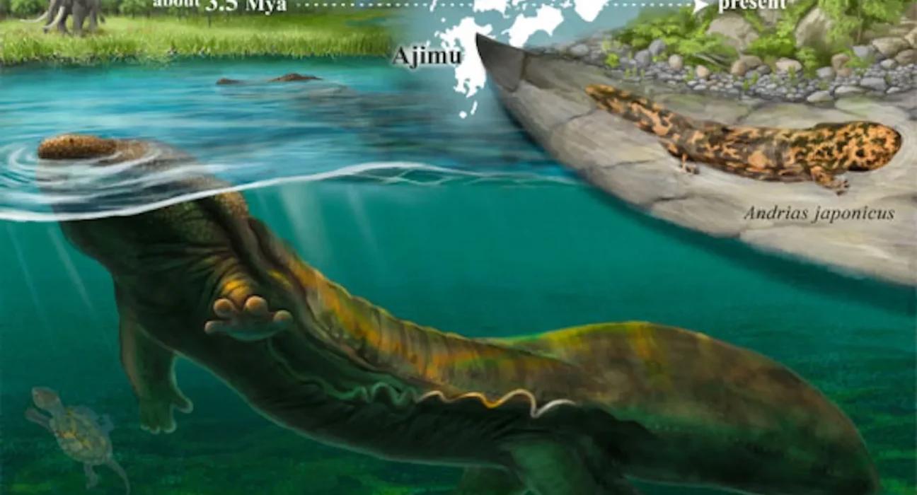 Des fossiles japonais dévoilent un gigantesque salamandre aquatique vieille de 3,5 millions d'années.