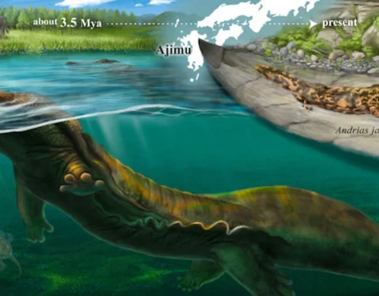 Des fossiles japonais dévoilent un gigantesque salamandre aquatique vieille de 3,5 millions d'années.
