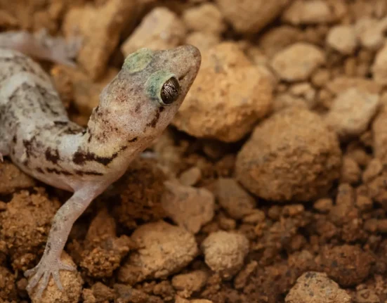 Des fourmis envahissantes menacent les œufs de gecko en danger, mais 100 d'entre eux retournent à Maurice.