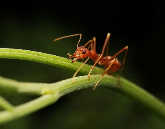 Des mouches minuscules qui décapitent les fourmis de feu : une solution inestimable pour le Texas.