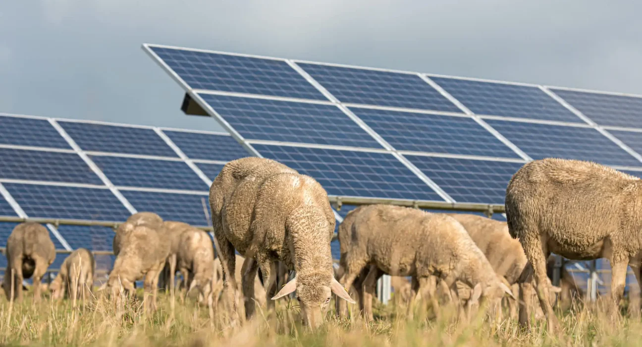 Des moutons et de l'herbe en pleine santé : un million de panneaux solaires au service de l'agriculture australienne