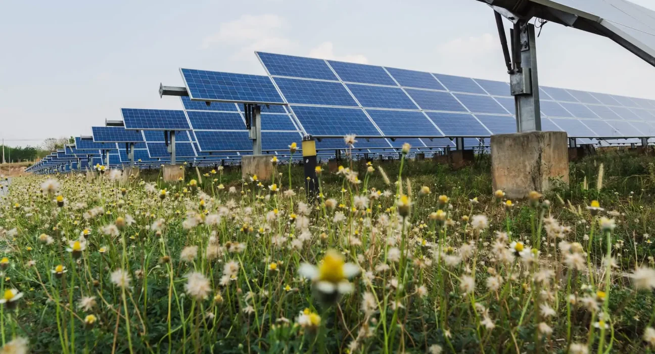 Des panneaux solaires en Illinois : un habitat rénové pour abeilles, oiseaux et renards.