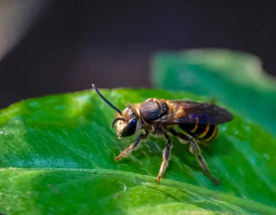 Des recherches révèlent que 74 espèces d'abeilles sur 96 sont sensibles aux champs magnétiques, au-delà des abeilles à miel.