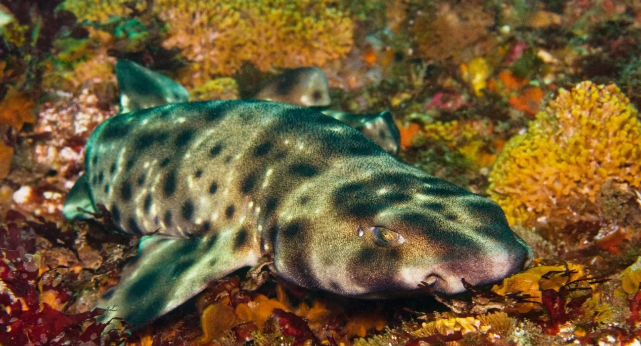 Des requins californiens s'amusent avec des jouets même après le repas, et l'un d'eux s'est endormi dessus.