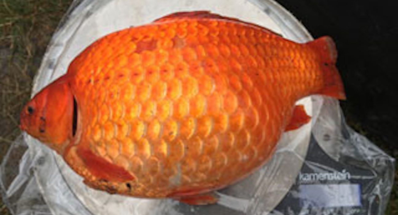 Des responsables canadiens mettent en garde : ne libérez pas vos poissons rouges en Alberta
