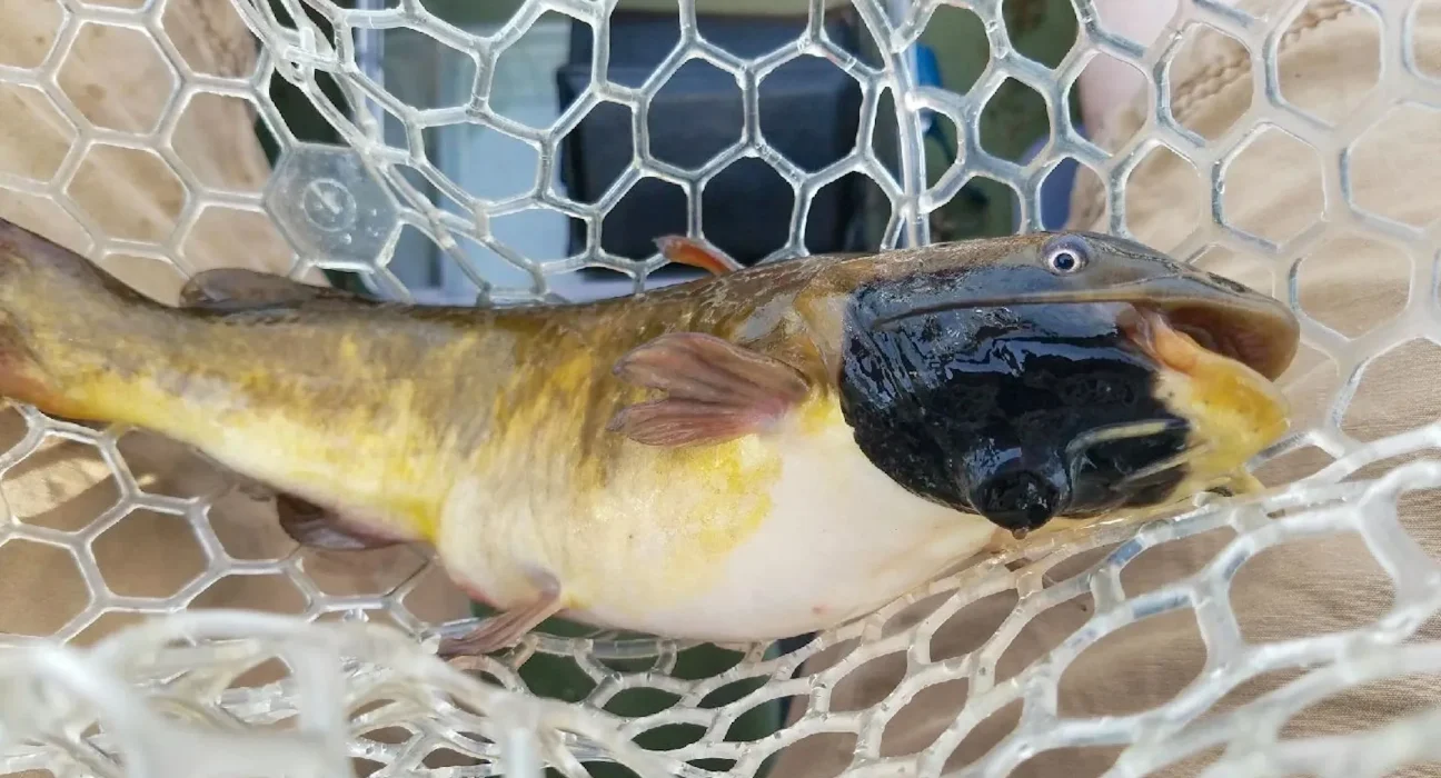 Des scientifiques du Vermont découvrent un mélanome chez le poisson-chat se propageant comme un parasite, une première dans les eaux douces.