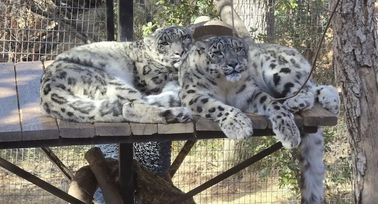 Deux léopards des neiges d'un sanctuaire californien contractent la fièvre valley, un champignon du sol menaçant également les humains.