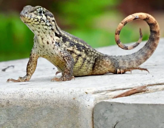 Expansion de l'iguane à queue frisée : une invasion en provenance des Bahamas vers le centre de la Floride.