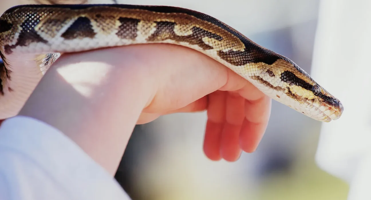 Intervention chirurgicale urgente sauve un boas après l'ingestion d'un pad pour chiots.