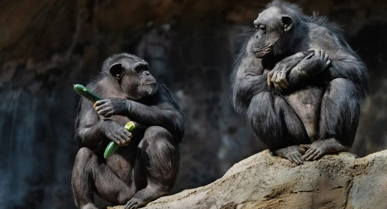 Jane Goodall : Les gestes d'affection des chimpanzés, un miroir de notre humanité