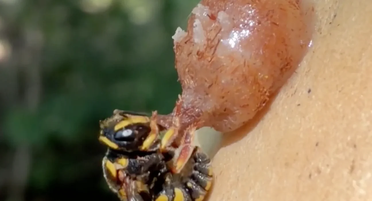 Jardinier intrigué par une abeille miniature construisant un nid ressemblant à un vase en verre soufflé