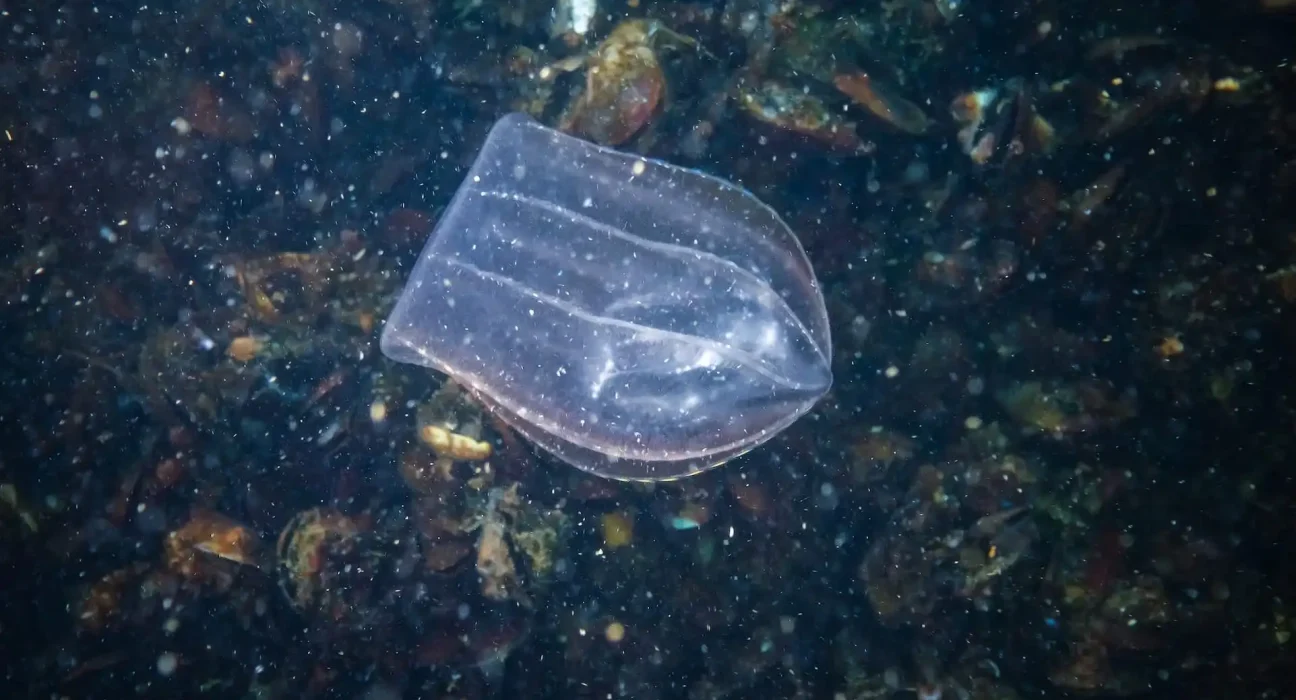 Jelly Transparente: Une Menace Éclatante pour les Stocks de Poissons en Mer Baltique