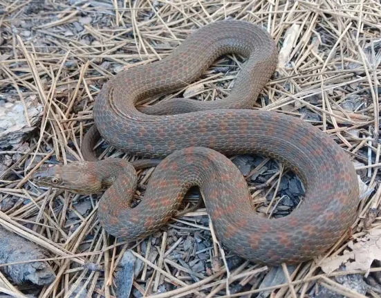 L'Arizona offre un nouvel habitat aux 21 serpents menacés en bord de ruisseau, célébrant ainsi leur 100e réintroduction.