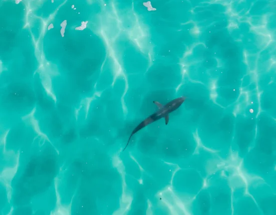 L'Australie déploie des drones de surveillance des requins sur 70 plages après une attaque de grand blanc