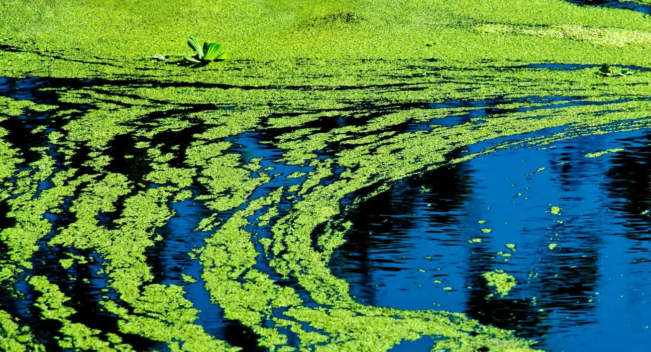 L'État du Dakota du Sud met en garde contre la menace des algues toxiques éclosant lors des journées chaudes, un danger pour les animaux, les humains et le bétail.