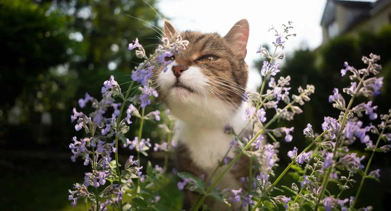 L'Uganda transforme l'herbe à chat locale en répulsif anti-moustiques économique rivalisant avec le DEET.