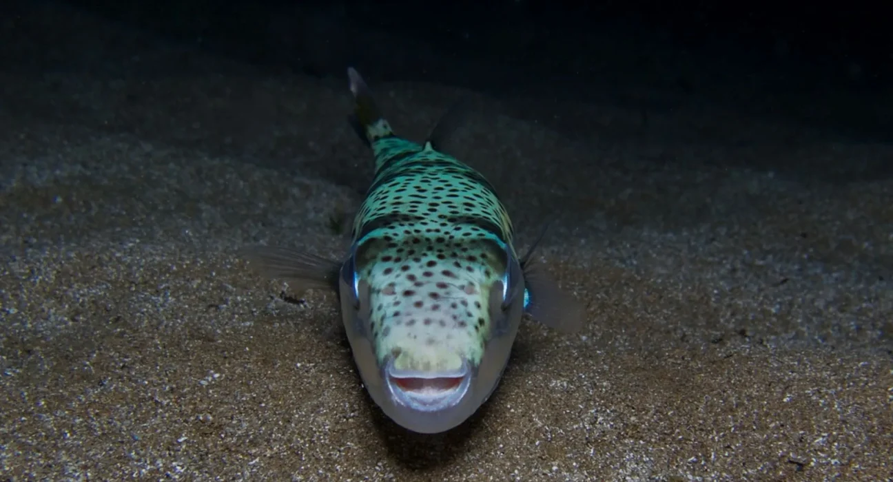 La Grèce rémunère les pêcheurs pour capturer des poissons toxiques à dents humaines envahissant la Méditerranée