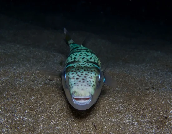 La Grèce rémunère les pêcheurs pour capturer des poissons toxiques à dents humaines envahissant la Méditerranée