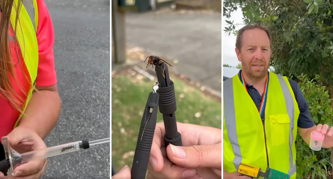 La Nouvelle-Zélande dote les frelons envahisseurs de traceurs pour découvrir leurs nids cachés.