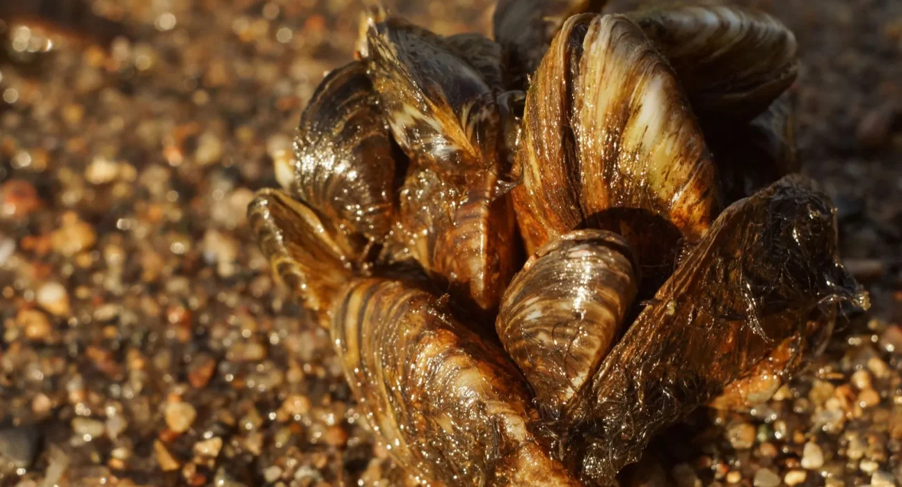 « La prolifération des moules zébrées dans un lac du Texas Panhandle suscite des craintes d’une expansion vers l’ouest »
