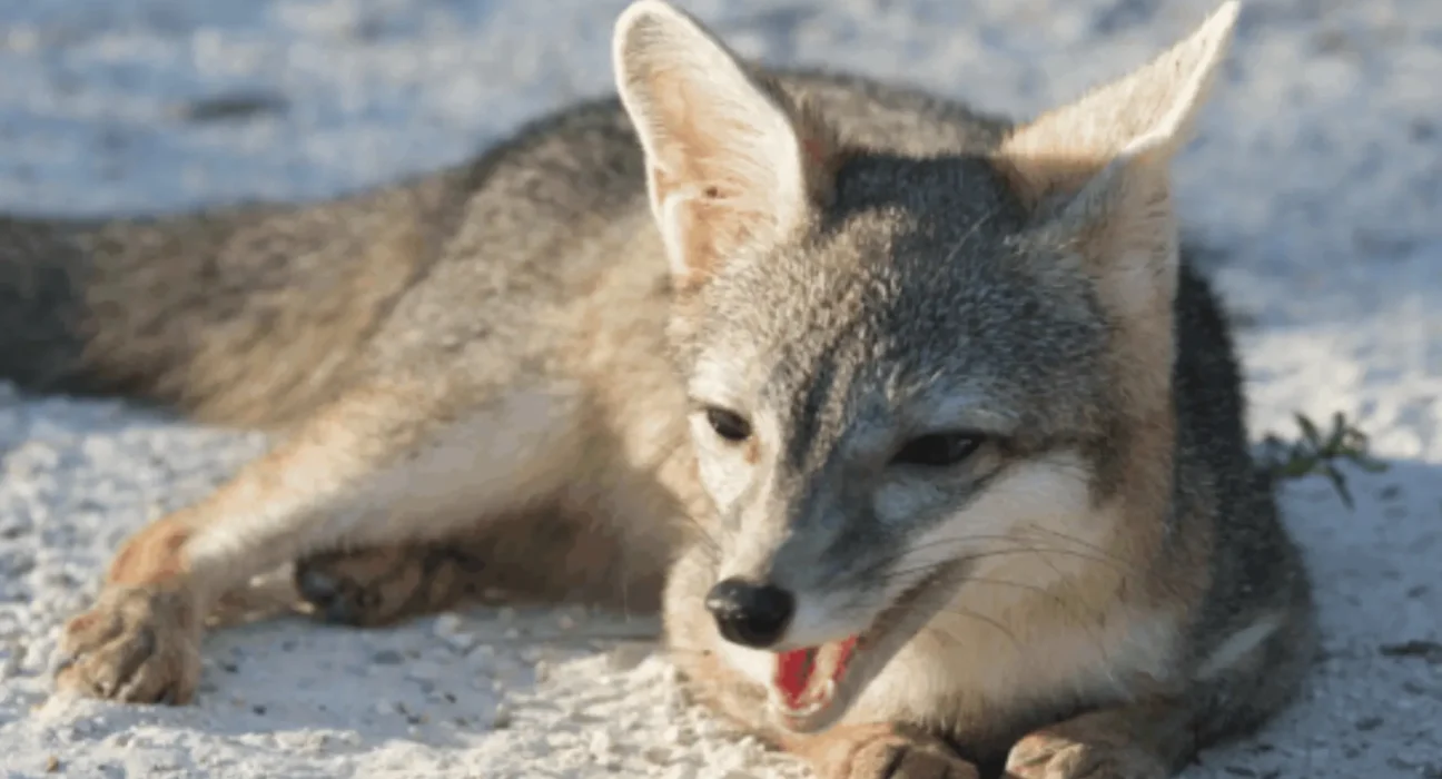 La redécouverte du renard de Cozumel : des photos inédites à l’appui