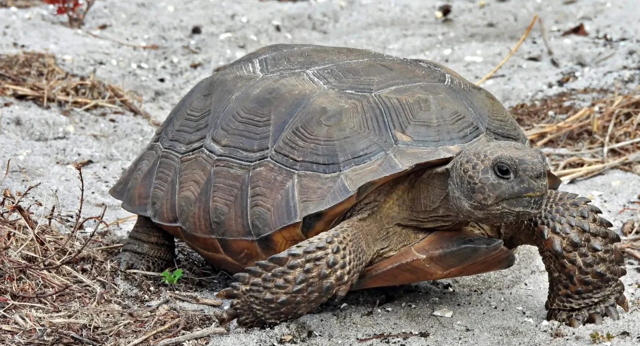 La tortue fouilleuse de Floride en danger critique après une chute de plus de 80 % de sa population.