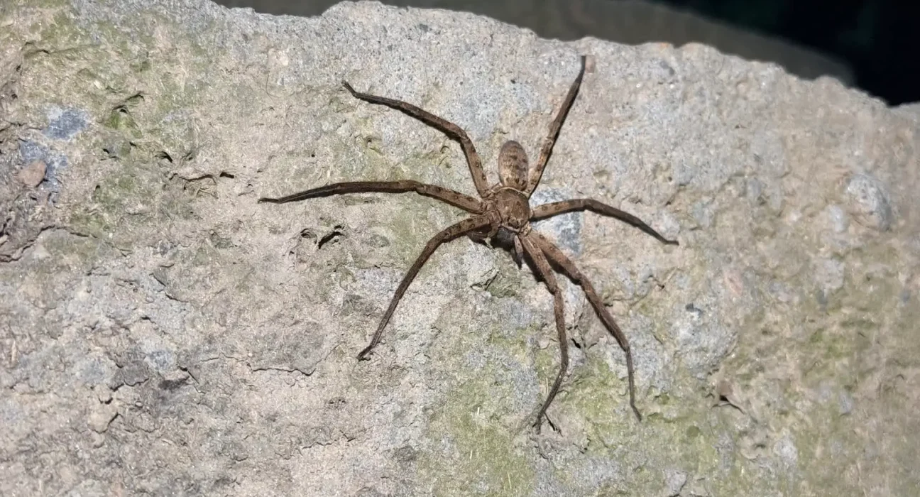 L'araignée chasseuse australienne atteint 13 km/h, devenant la plus rapide du monde.