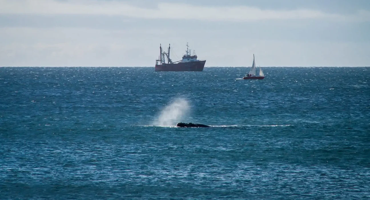 Le musée de Caroline du Nord alerte sur la protection des baleines noires: vitesse limitée à 10 nœuds en raison des 380 survivantes