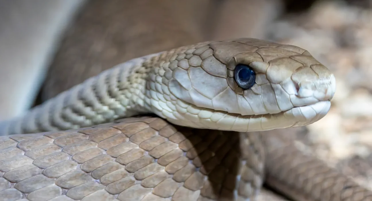 Le serpent le plus dangereux d'Afrique du Sud : porteur de plomb, d'arsenic et d'une méthode innovante pour tester la pollution