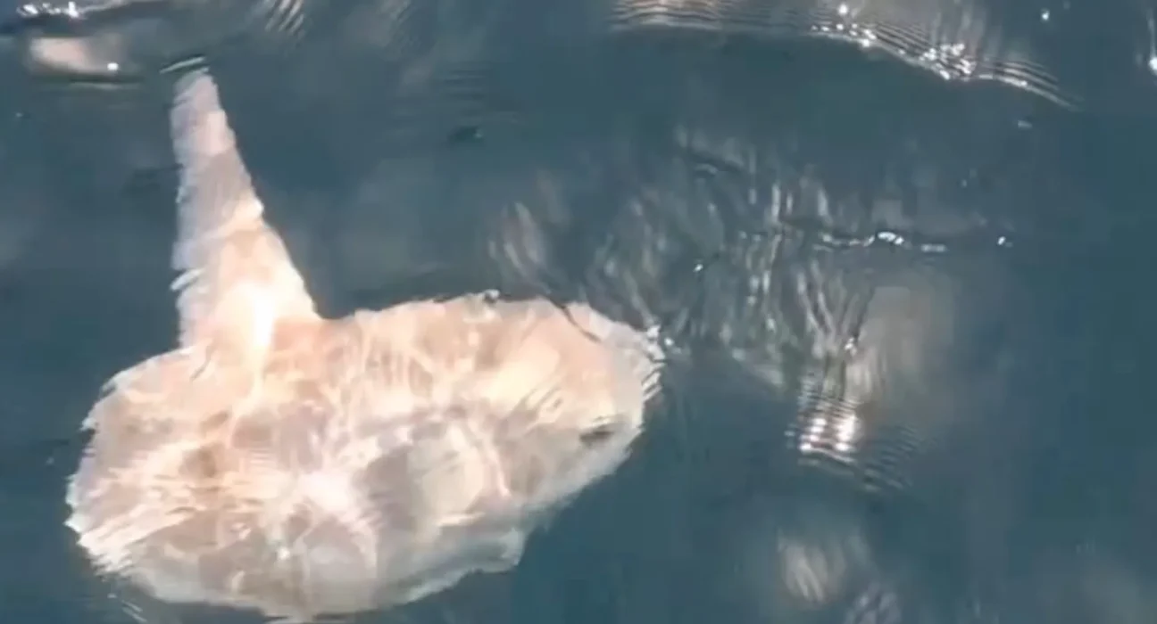 Les Grandes Ailes de la Côte Anglaise : Rencontres Inédites avec le Poisson-Lune