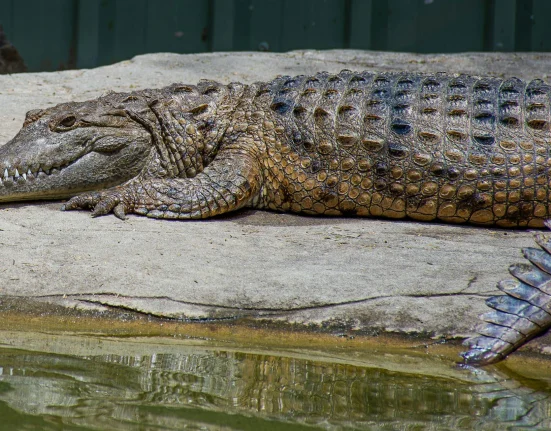 Les Mystères des Crocodiles Perdus d'Australasia : Une Histoire d'Extinction Révélée par de Nouvelles Recherches.