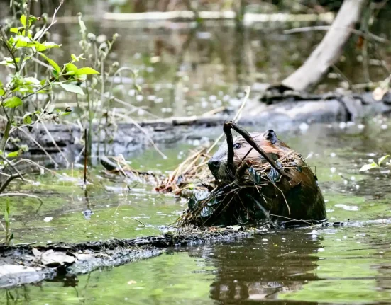 Les castors de Washington restaurent un lit de rivière du mont St. Helens, mais un projet fédéral pourrait le recouvrir.