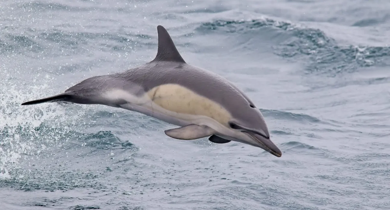 « Les dauphins communs pourraient vieillir prématurément à cause des métaux et des 'produits chimiques éternels' : un signal d'alarme pour notre santé »