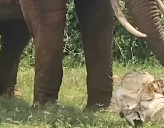 Les éléphants : Un hommage poignant aux leurs