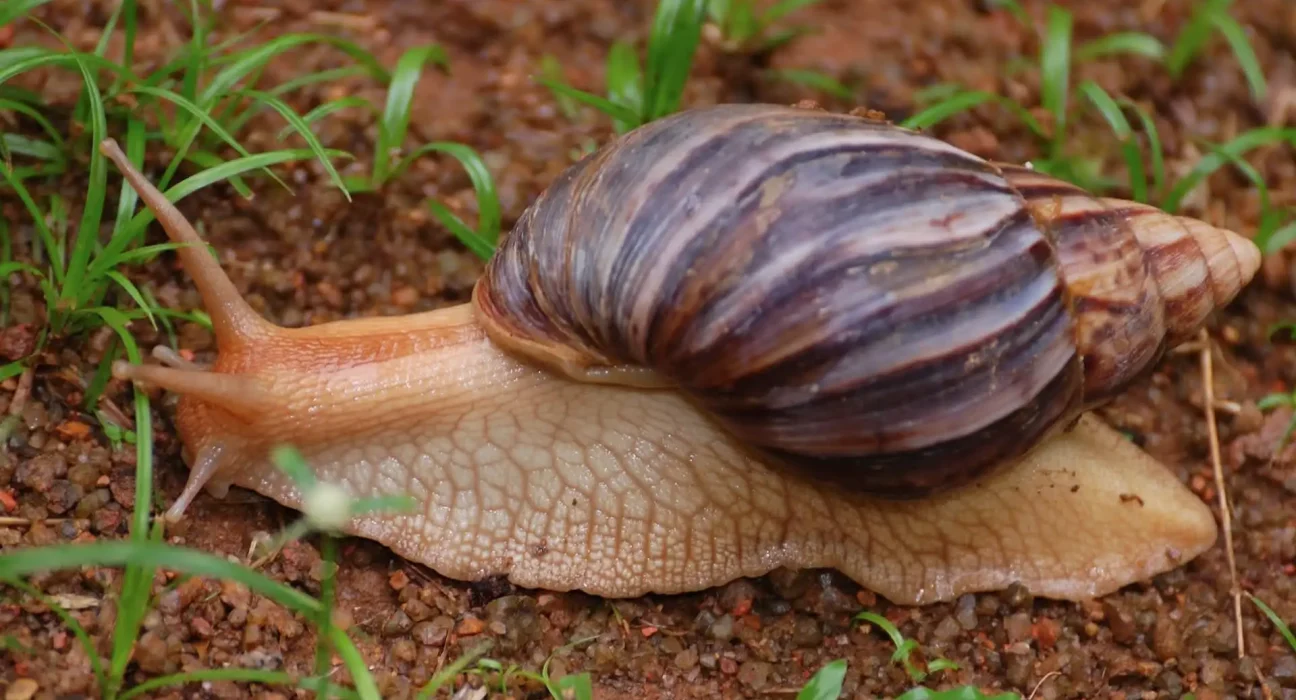 Les escargots africains envahissent les champs de cardamome dans le Kerala, s'étendant à la vallée de Bison.