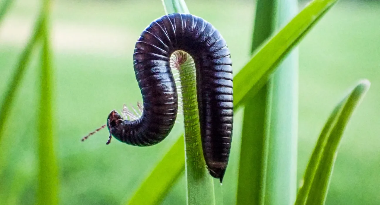 Les espoirs de Nouvelle-Zélande s'amenuisent face à un ver parasitaire pour endiguer les mille-pattes portugais envahissants.