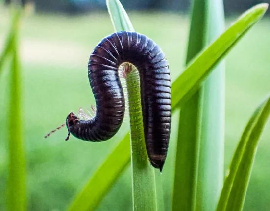 Les espoirs de Nouvelle-Zélande s'amenuisent face à un ver parasitaire pour endiguer les mille-pattes portugais envahissants.