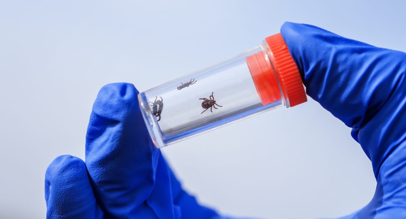 Les hivers tempérés de la Pennsylvanie occidentale favorisent la prolifération des tiques, dépassant 1 300 cas de maladie de Lyme