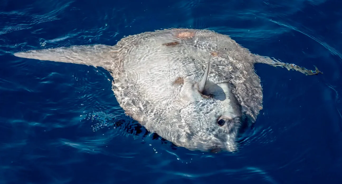 Les images d'un poisson-lune géant et visqueux illustrent les mystères encore à percer des profondeurs marines.