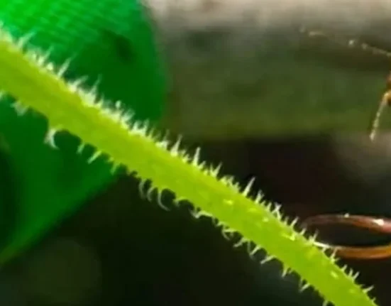 Les mouvements fascinants des plantes : le piège de la vrille de concombre et son impact sur la perception