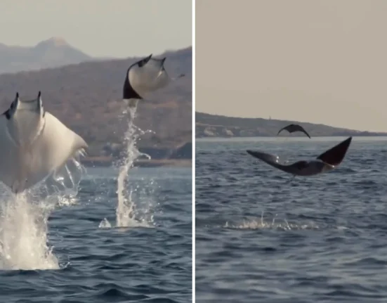 Les raies Mobula, des sauteurs aquatiques aux nageoires en forme d'ailes : une énigme scientifique