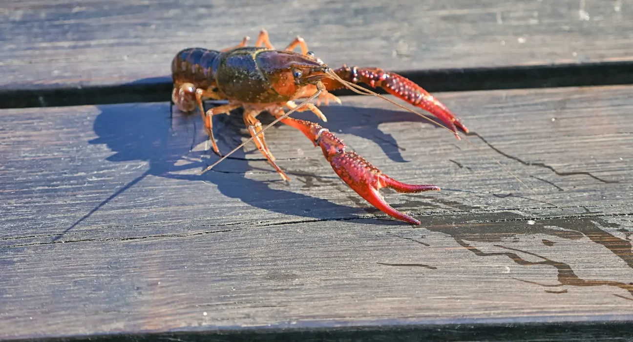 Les résidents de l'Ohio découvrent des écrevisses envahissantes sur leurs terrasses, mais un cousin autoclone pourrait représenter un danger plus grand.