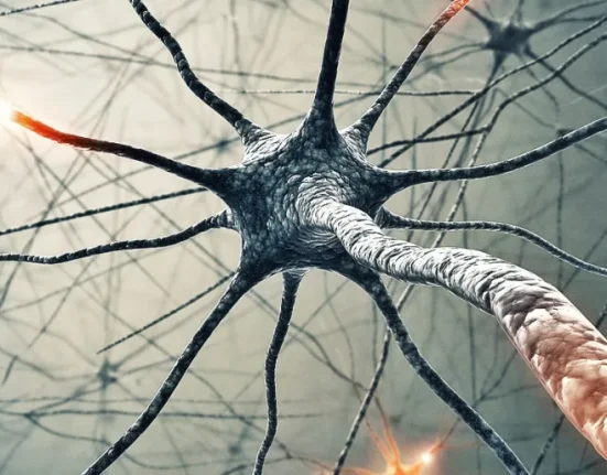 Les scientifiques entament la rétro-ingénierie du cerveau.