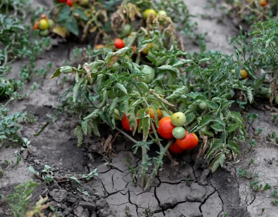 Les sécheresses estivales en Europe pourraient débuter en hiver, avec des indices venant de l'Atlantique.