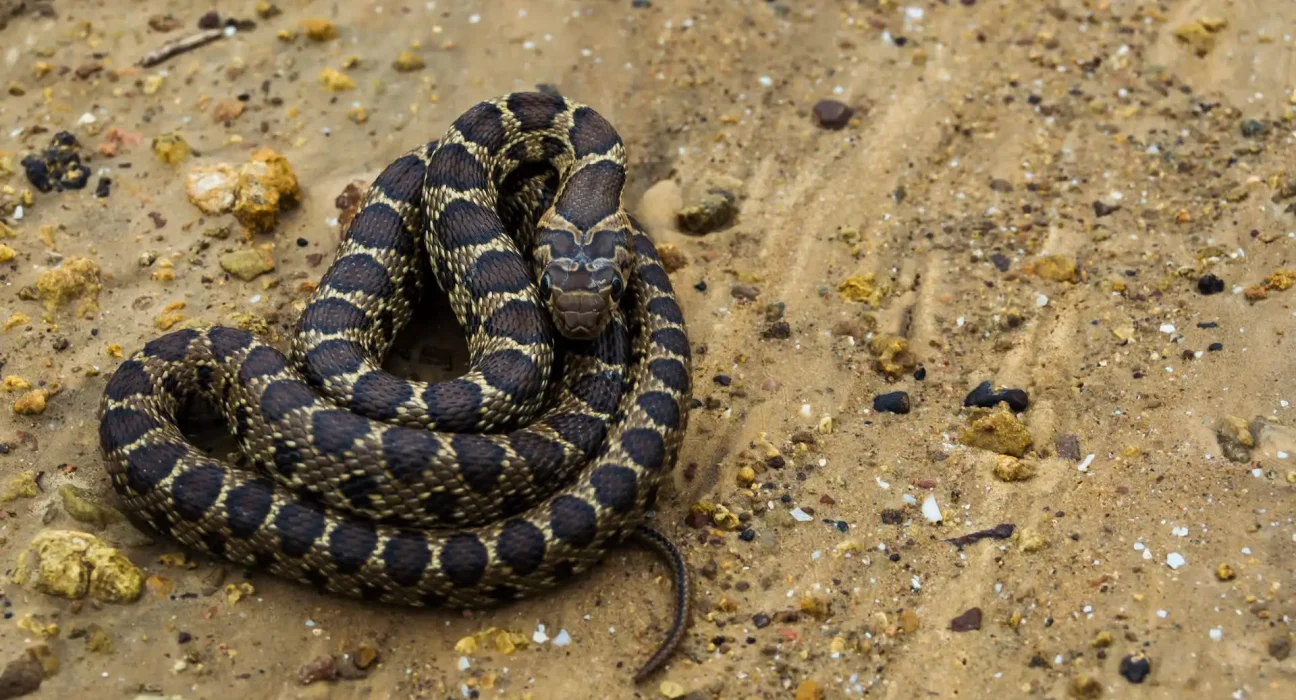 Les serpents envahissants menacent les lézards uniques des îles Baléares.