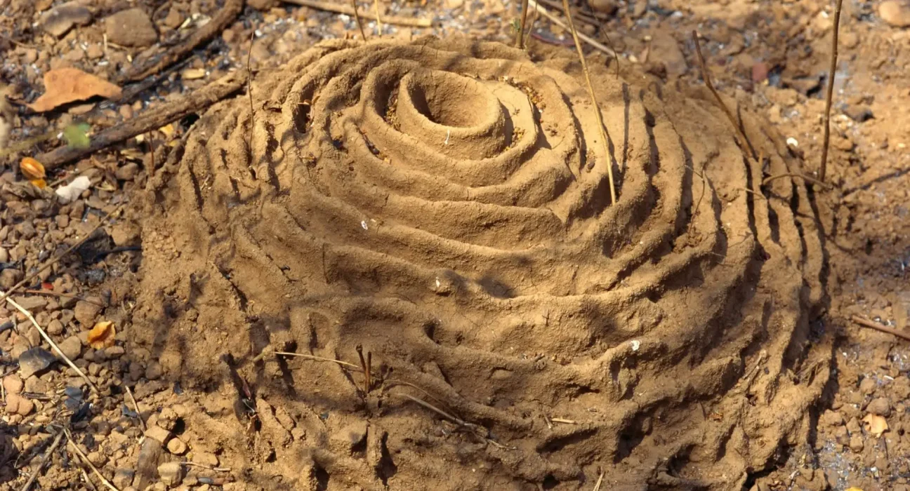 Les 'temples' miniatures des fourmis moissonneuses : une ville souterraine révélée par les champs