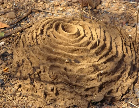 Les 'temples' miniatures des fourmis moissonneuses : une ville souterraine révélée par les champs