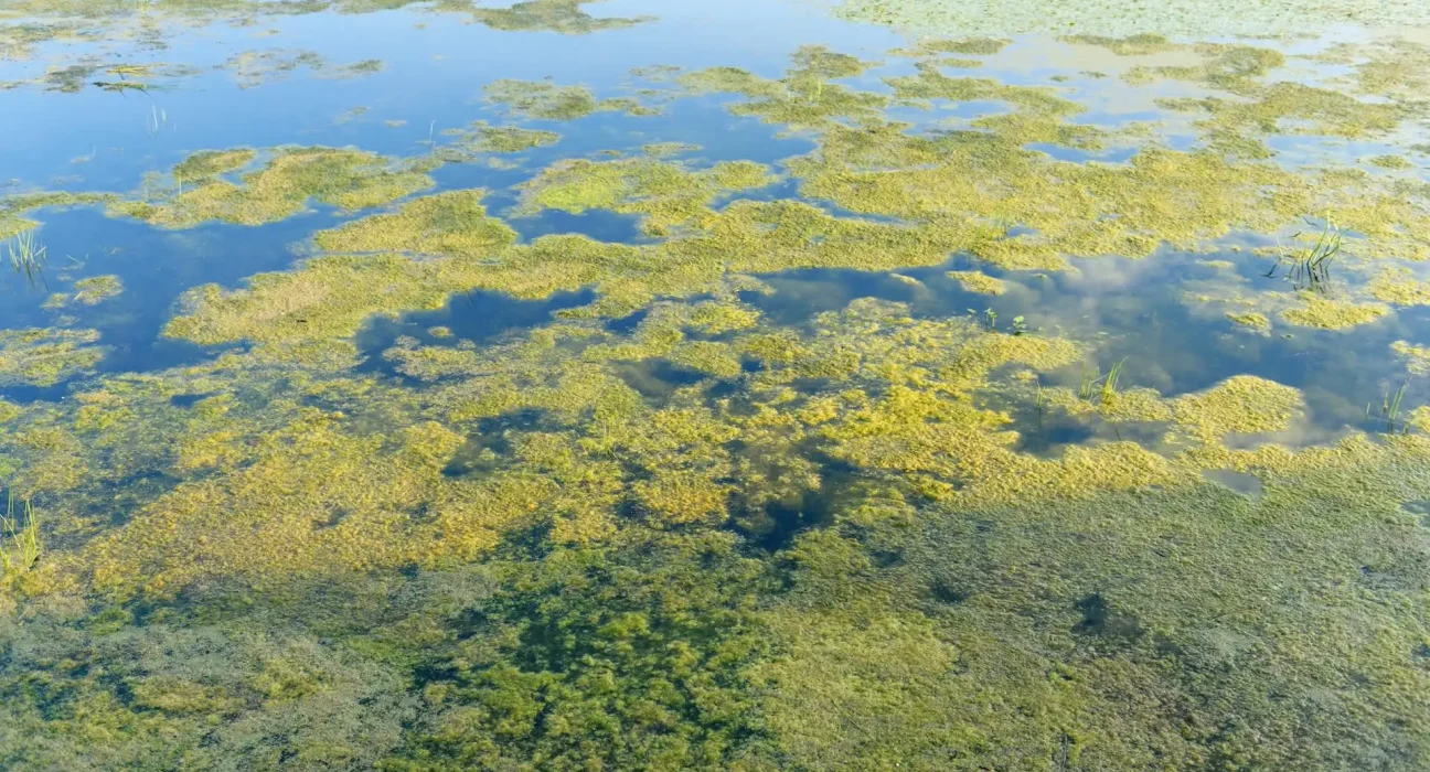 Massachusetts met en garde contre une possible prolifération d'algues toxiques dans une section de la rivière Charles, incitant les personnes et les animaux à faire preuve de prudence.