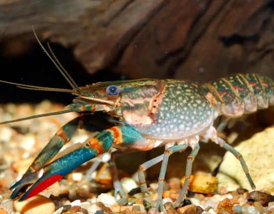Menace imminente : Le yabot rouge d'Australie pourrait envahir le delta de l'Okavango dans la décennie à venir